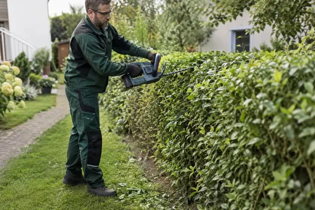 Hecke wird mit einer Heckenschere geschnitten