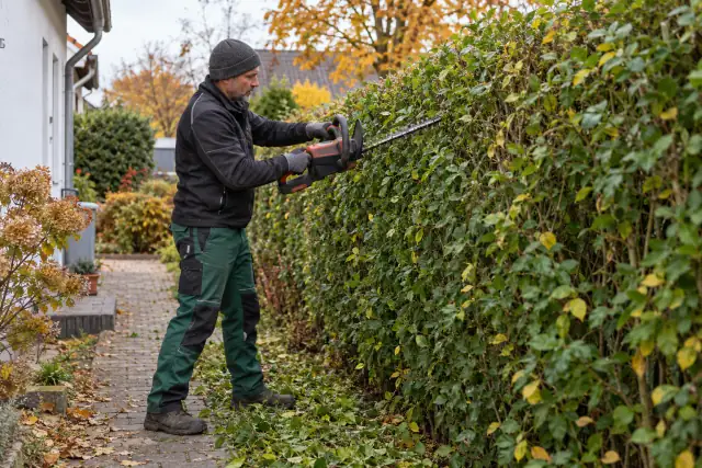 Mitarbeiter schneidet im Herbst eine Hecke mit einer Heckenschere